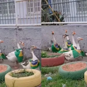 De verde e amarelo, gansos 'torcedores' viralizam na web | Imagem: Reprodução/Instagram/@juninhosadik