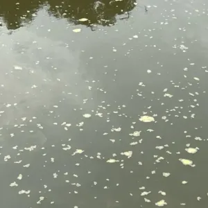 Denúncia de espuma misteriosa mobilica fiscalização em rio de SC