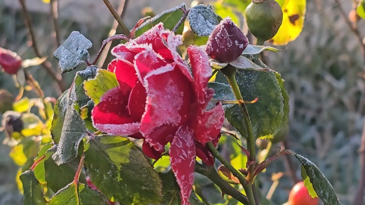 Frio extremo: 37 cidades registram temperaturas negativas em SC