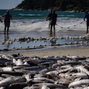 Governo Federal proíbe a pesca da tainha por arrasto em Florianópolis e prefeitura reage