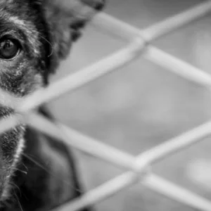 Homem é preso por crueldade contra animal em Santa Cecília | Foto: Imagem ilustrativa