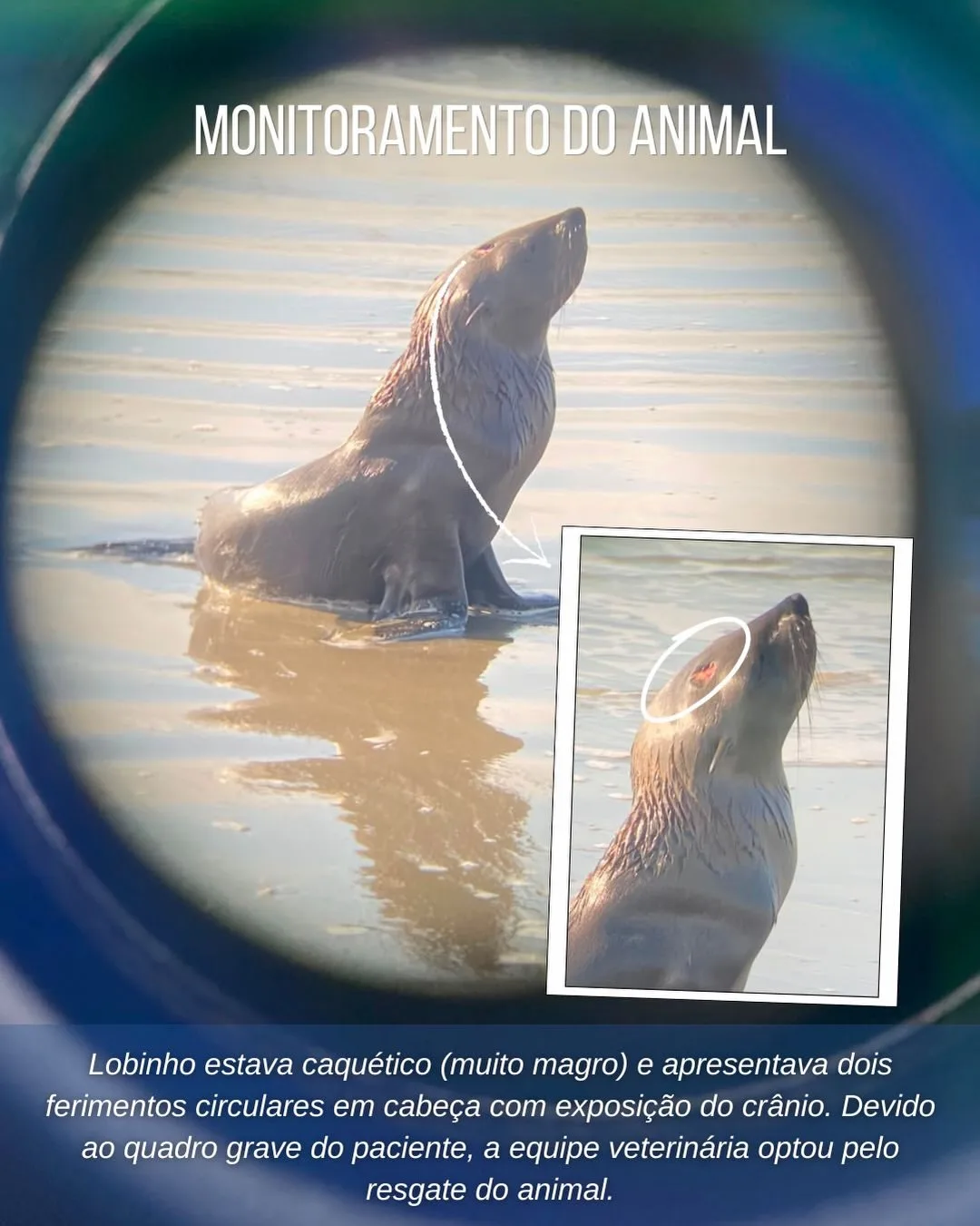 Lobo-marinho morre após resgate em praia de SC