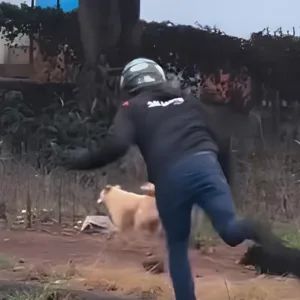 Motociclista é flagrado jogando pedra em cachorro em Chapecó