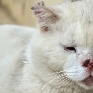 Mulher é indiciada após manter 400 gatos em apartamento