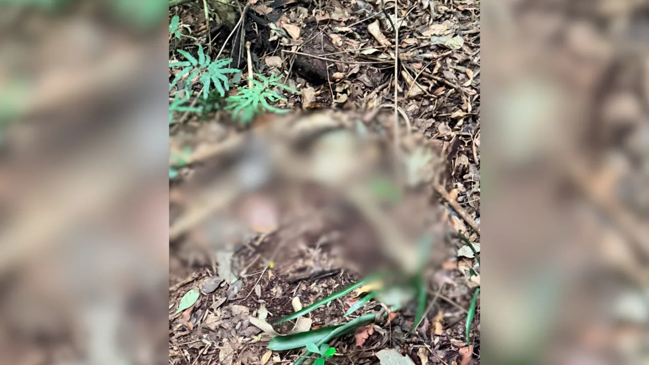 Ossada humana é encontrada em área de mata em Itajaí (2)