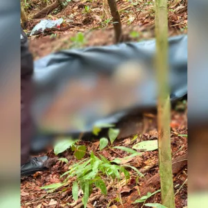 Ossada humana é encontrada em área de mata em Itajaí