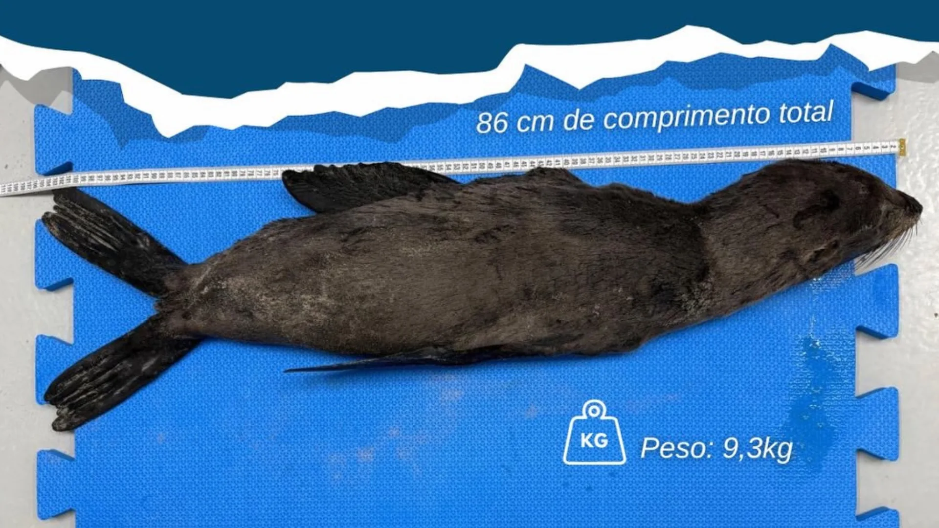 Lobo-marinho morre após resgate em praia de SC