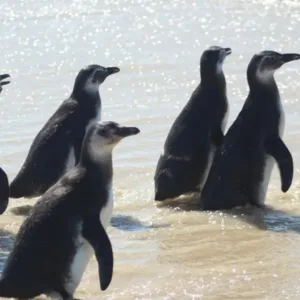 Quase 800 pinguins já foram encontrados sem vida nas praias da capital