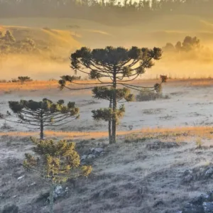 SC amanhece com até -7°C e enfrenta primeira onda de frio de 2026 | Foto: Mycchel Legnaghi/Prefeitura de São Joaquim (Arquivo)