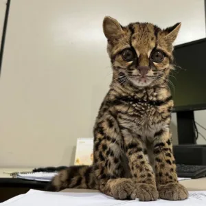 gato-maracajá em Jaraguá do Sul (1)