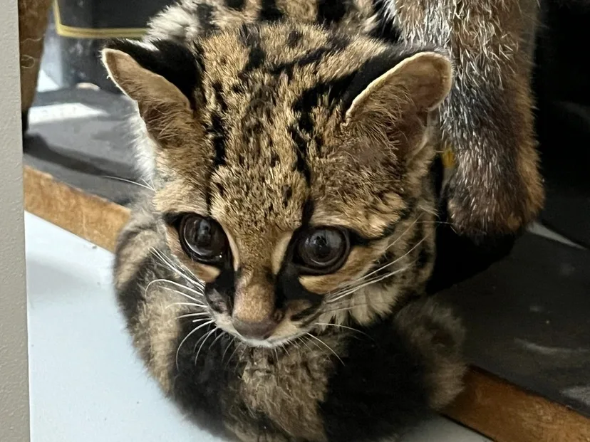gato-maracajá em Jaraguá do Sul (1)