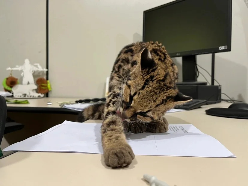 gato-maracajá em Jaraguá do Sul (1)