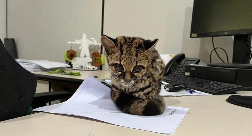 gato-maracajá em Jaraguá do Sul (1)