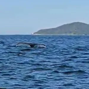 Baleia é flagrada entre BC e Itajaí e encanta turistas