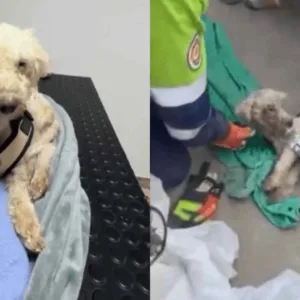 Cachorro é encontrado vivo após passar 29 dias sob escombros de terremoto na Venezuela