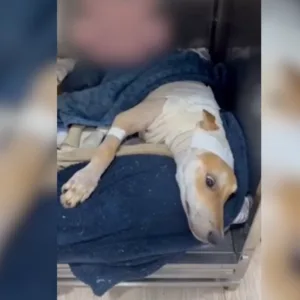 Cadela é resgatada em lixão após ter o pescoço queimado em SC