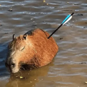 Capivara atingida por flecha morre após resgate em SP