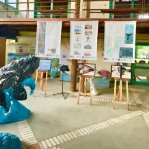 Exposição gratuita celebra temporada das baleias-francas em Florianópolis
