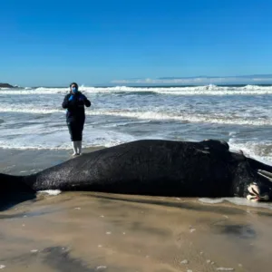 Filhote de baleia-franca é encontrado morto em Imbituba (2)