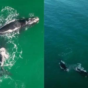 Florianópolis registra chegada de baleias no Novo Campeche