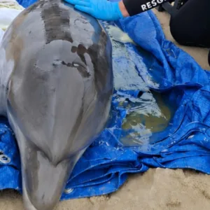 Golfinho é encontrado encalhado com vida em Laguna