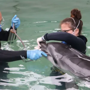 Golfinho resgatado em Laguna apresenta melhora em tratamento