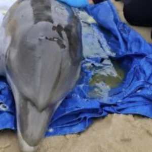 Golfinho resgatado em Laguna é escoltado pela PRF até Florianópolis para tratamento (2)