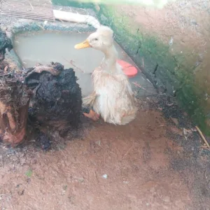 Ibama resgata 655 animais em zoológico clandestino de SC
