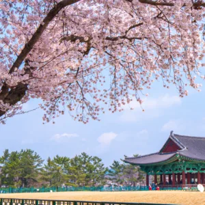 Korean Talks promete uma experiência única para viver a cultura coreana de perto