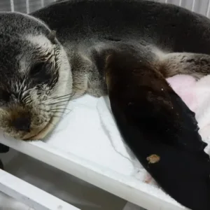 Lobo-marinho é salvo após ser encontrado sem forças no litoral de SC
