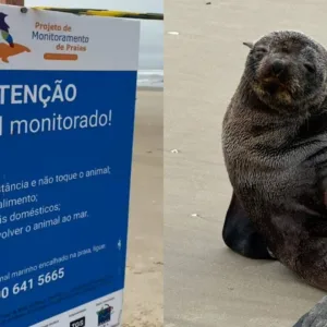 Lobos-marinhos aparecem no litoral de SC e mobilizam equipes de monitoramento