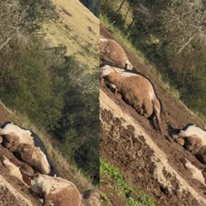 Mais de 30 vacas morrem eletrocutadas após cabo de alta tensão se romper