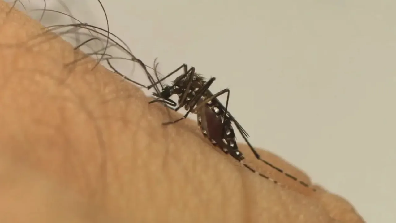 Mosquito da dengue pode 'ignorar' repelente, diz estudo