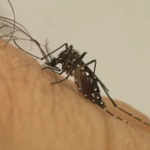 Mosquito da dengue pode 'ignorar' repelente, diz estudo