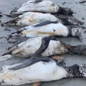 São Francisco do Sul concentra a maior parte dos encalhes de pinguins-de-magalhães registrados no litoral Norte catarinense | Foto: Divulgação/PMP-BS/Univille