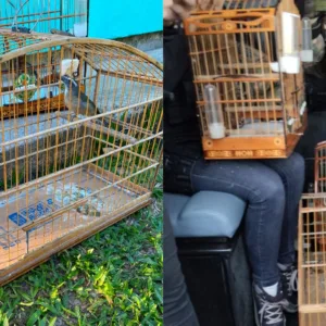 Polícia Civil apreende aves silvestres durante operação contra a farra do boi na Capital