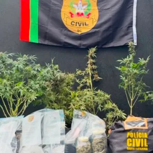 Polícia Civil desmantela estufa de maconha em Curitibanos