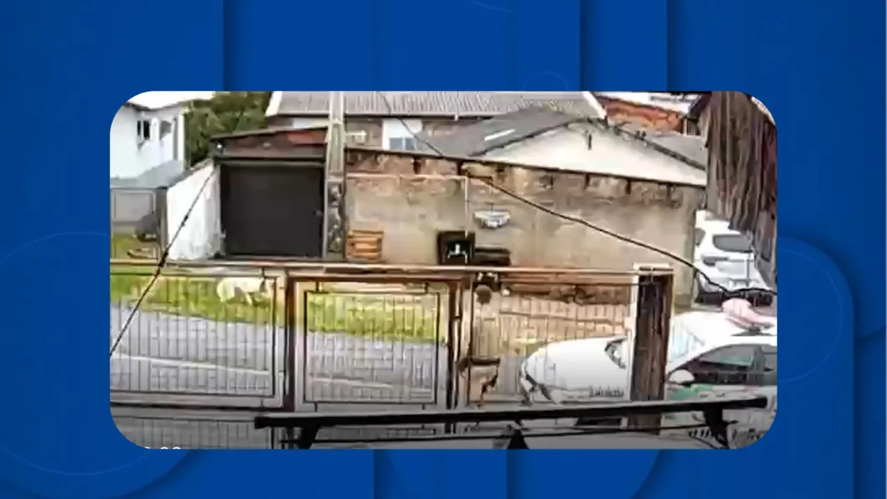 Policial Militar atira em cachorro durante ação da PM em Criciúma