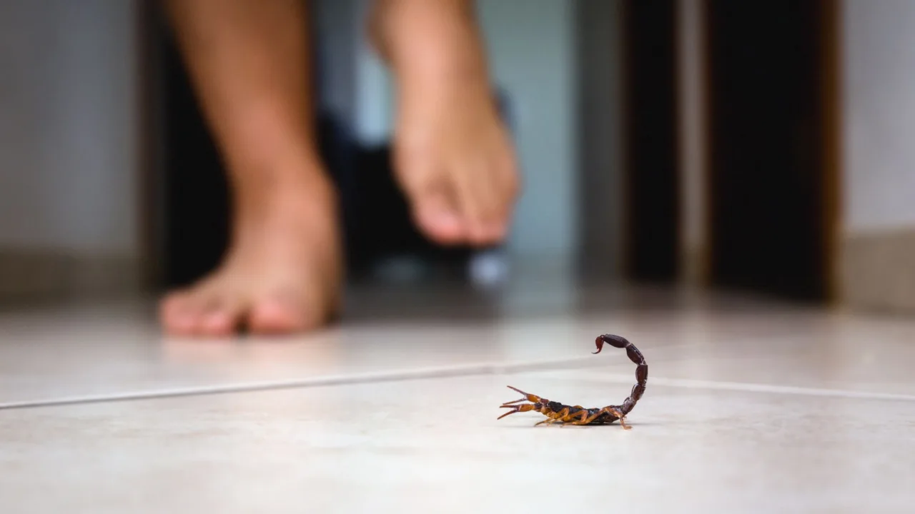 Por que picadas de escorpião são mais perigosas para crianças