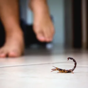 Por que picadas de escorpião são mais perigosas para crianças