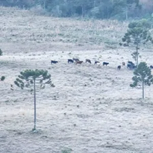 Serra Catarinense registra 67ª geada de 2026