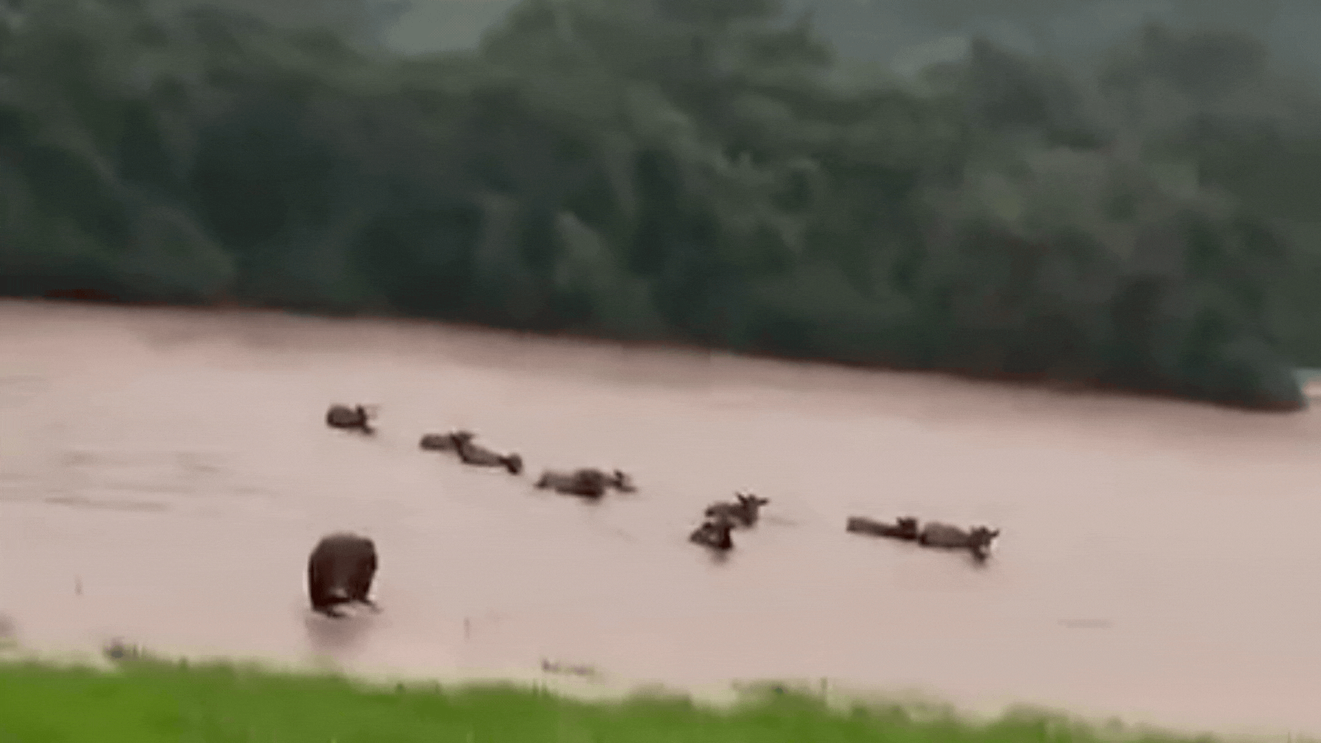VÍDEO: Gado é salvo de afogamento após ouvir chamado do dono no RS