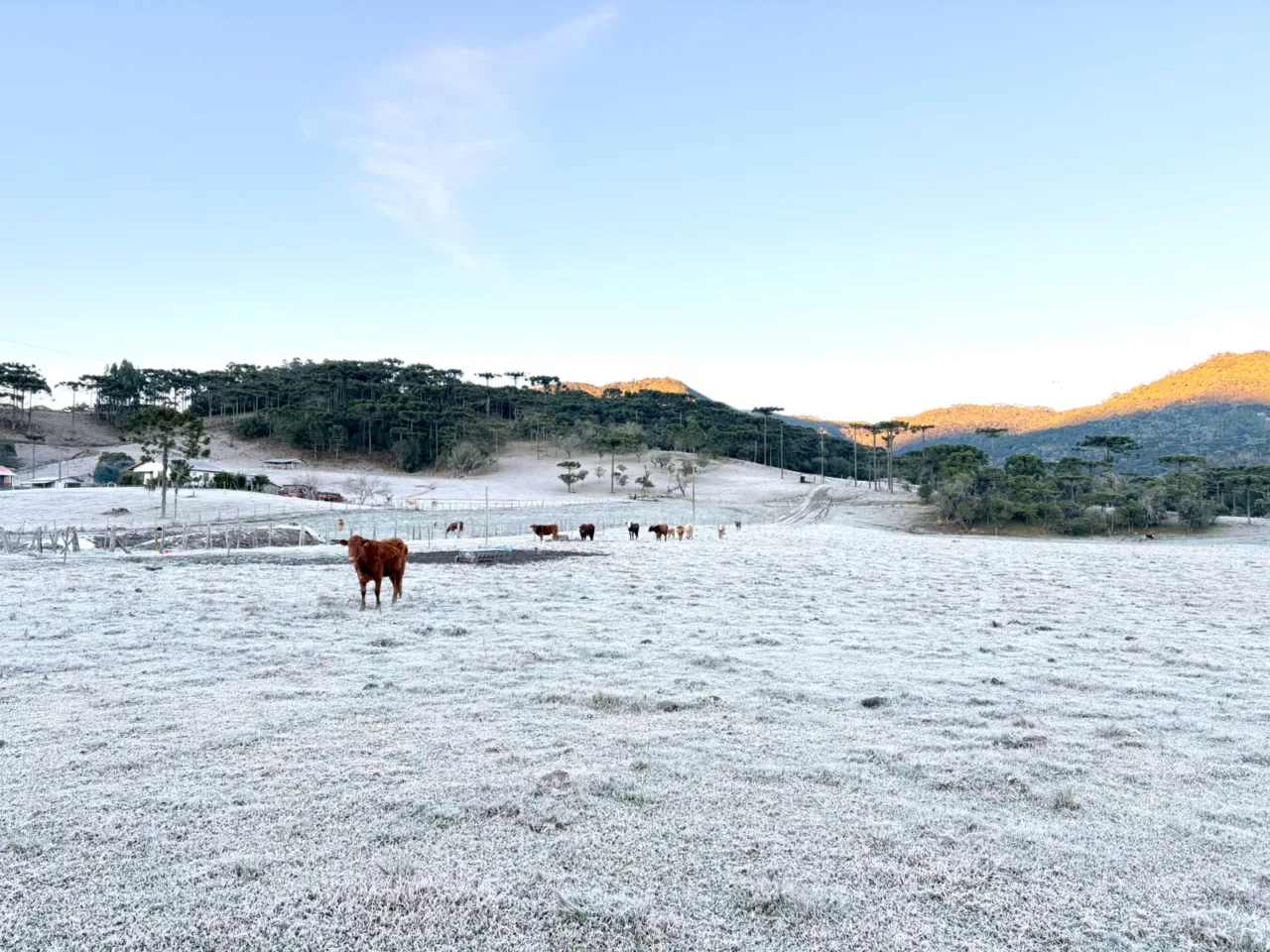 Urubici registra mínima de -3,3°C e amanhece com geada