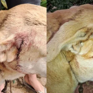 Cachorro é encontrado baleado em SC; polícia investiga caso | Foto: PM/Divulgação 