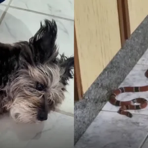 Cachorrinha alertou moradora sobre a presença de uma cobra coral dentro da cozinha de uma casa em Jaraguá do Sul  | Foto: Reprodução | Redes Sociais
