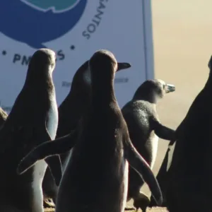 Pinguins voltam ao mar após reabilitação em Florianópolis; veja o vídeo | Foto: R3 Animal/Redes sociais