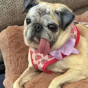 Pug é eleito ‘Cão Mais Feio do Mundo’ e leva prêmio de R$ 25 mil - Imagem: reprodução/ metrópoles