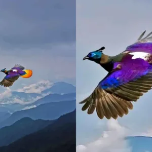 Fotógrafo flagra o voo de um monal-do-Himalaia, conhecido como o “pássaro das nove cores”, e encanta a web | Foto: DrSudhir Hasamnis