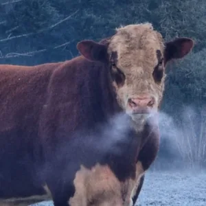Serra Catarinense registra -9,1°C e 'congela' bafo de touro que estava no pasto | Foto: Mycchel Legnaghi — Fotojornalista e Caçador de Geadas/São Joaquim Online
