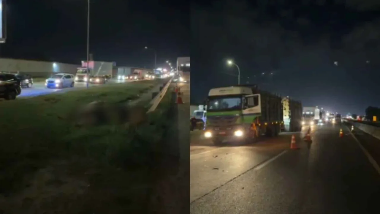 Cavalos invadem BR-101 provocam sequência de acidentes e acabam mortos em SC